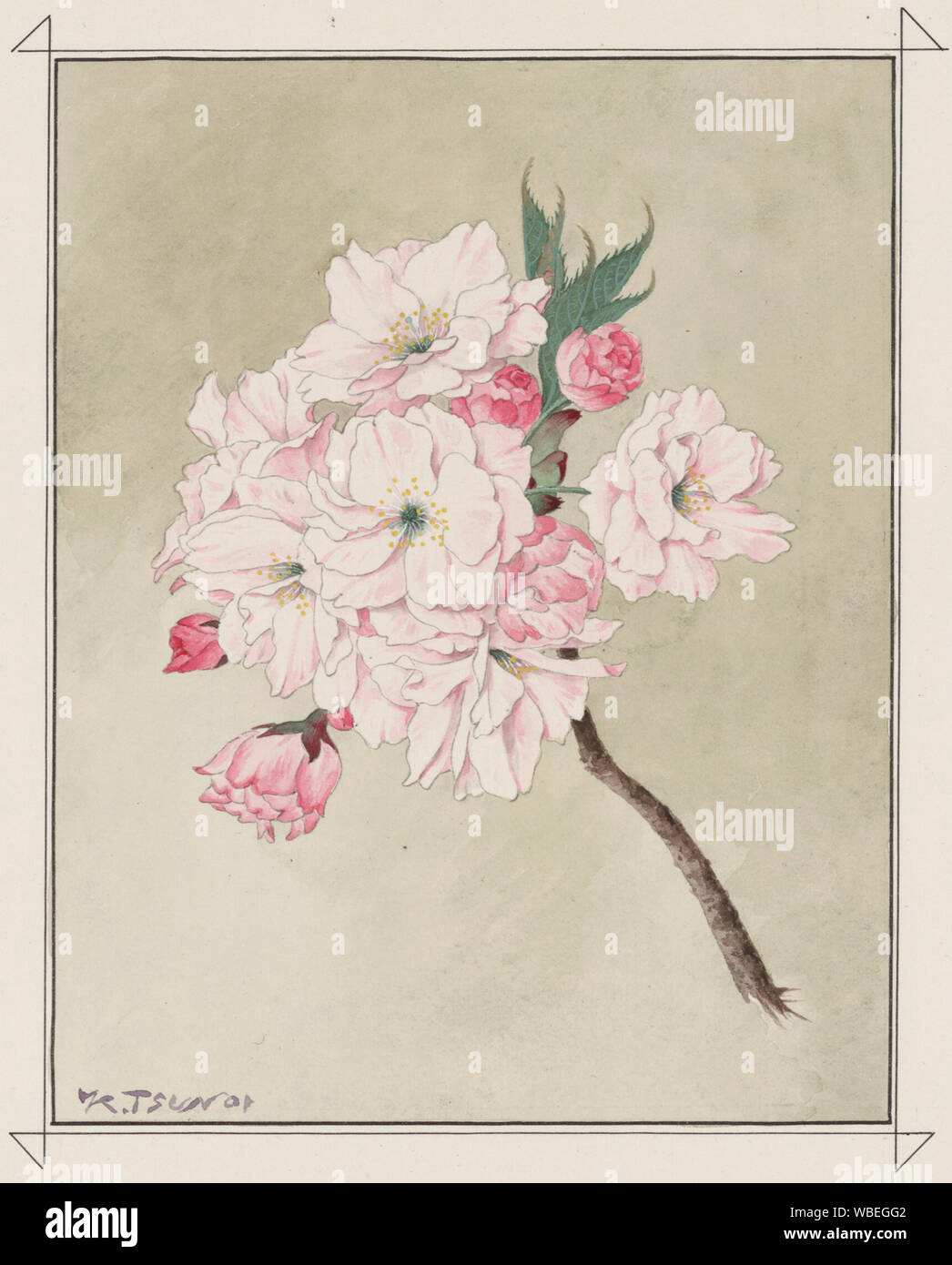 Fukurokuju / K. Tsunoi. Abstract/medio: 1 disegno : acquerello su carta ; foglio 34 x 29 cm. Foto Stock