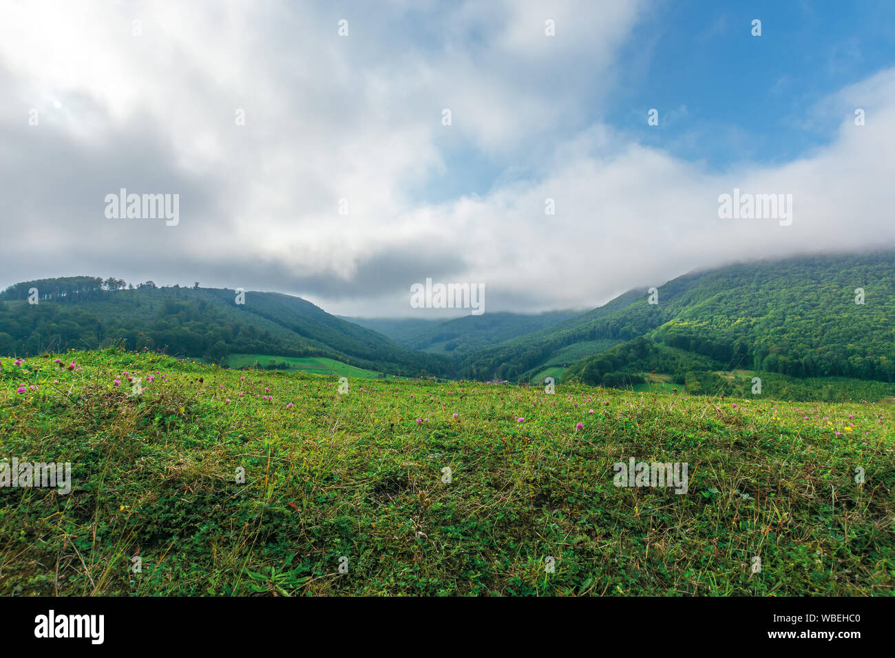 Prato erboso con fiori di trifoglio. incantevole paesaggio rurale di fondo. cupo mattina con cielo nuvoloso Foto Stock