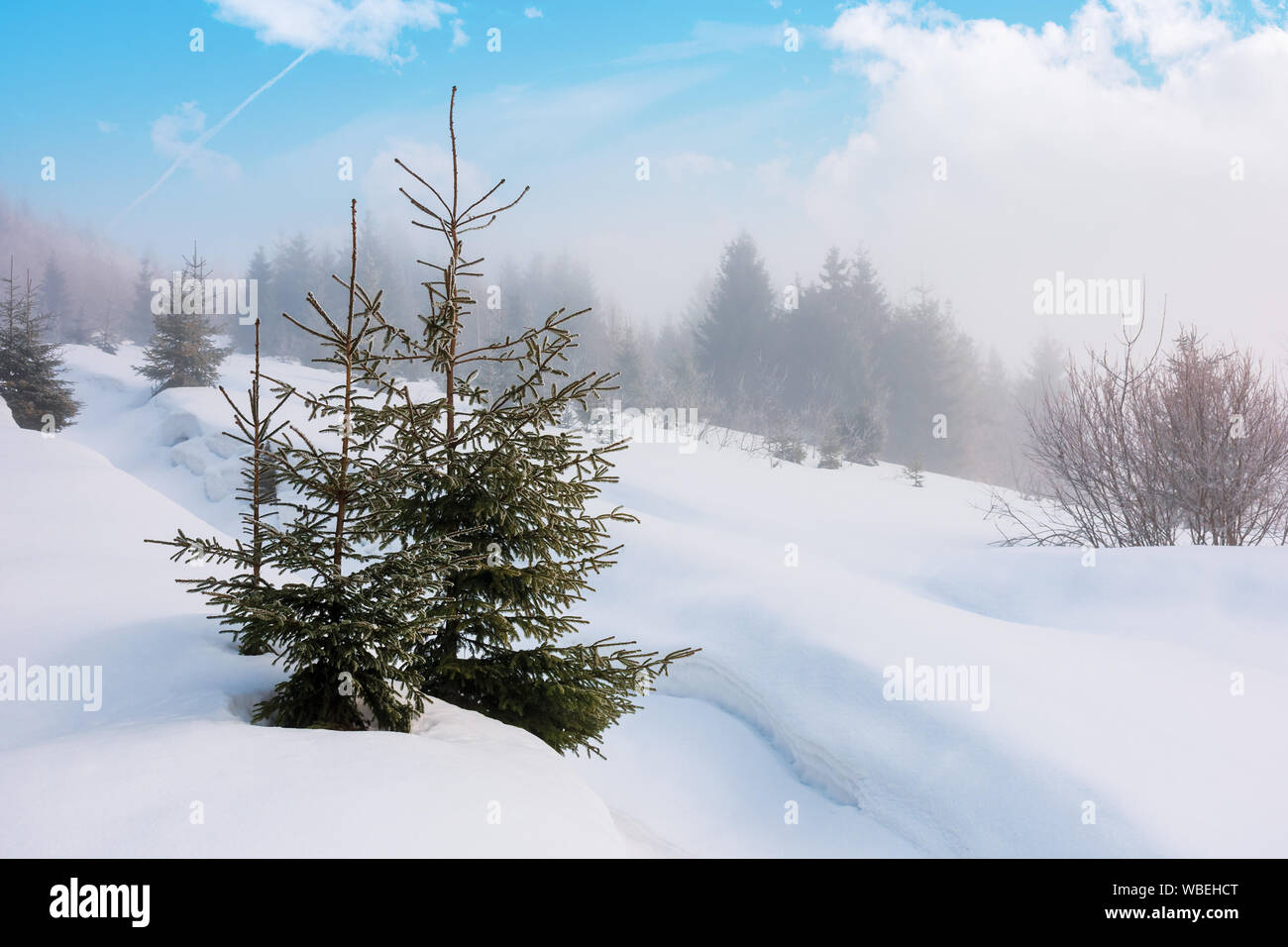 Abete rosso su una collina innevate. foggy meteo con le nubi del cielo blu. mattino luminoso. bellissima natura invernale scenario Foto Stock