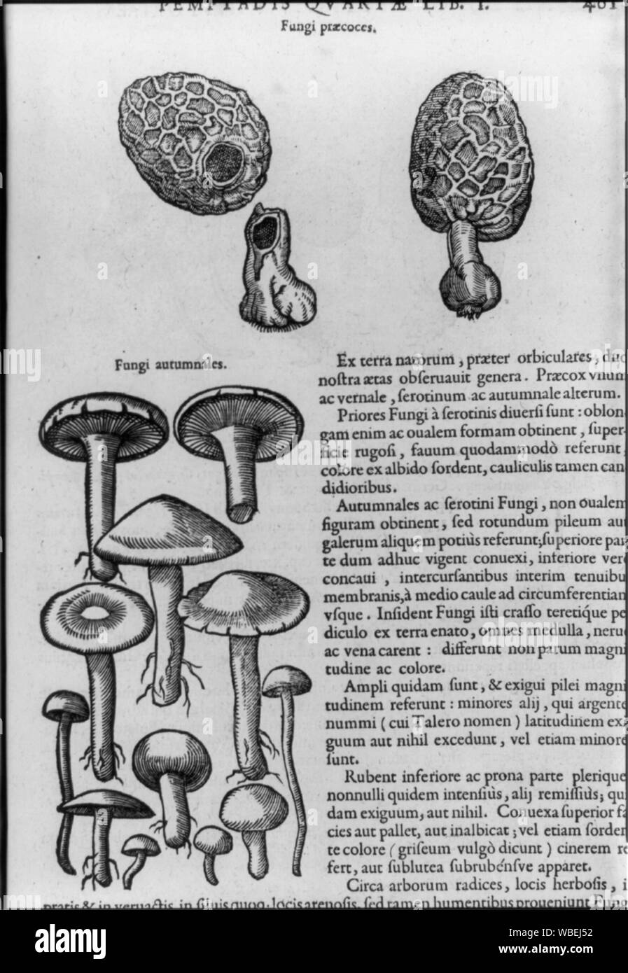 Funghi praecoces [e] Funghi autumnales Abstract/medio: 1 stampa : linea incisione. Foto Stock