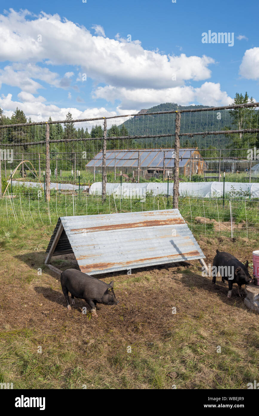 American Guinea porci al Minam River Lodge in Oregon Wallowa della montagna. Foto Stock