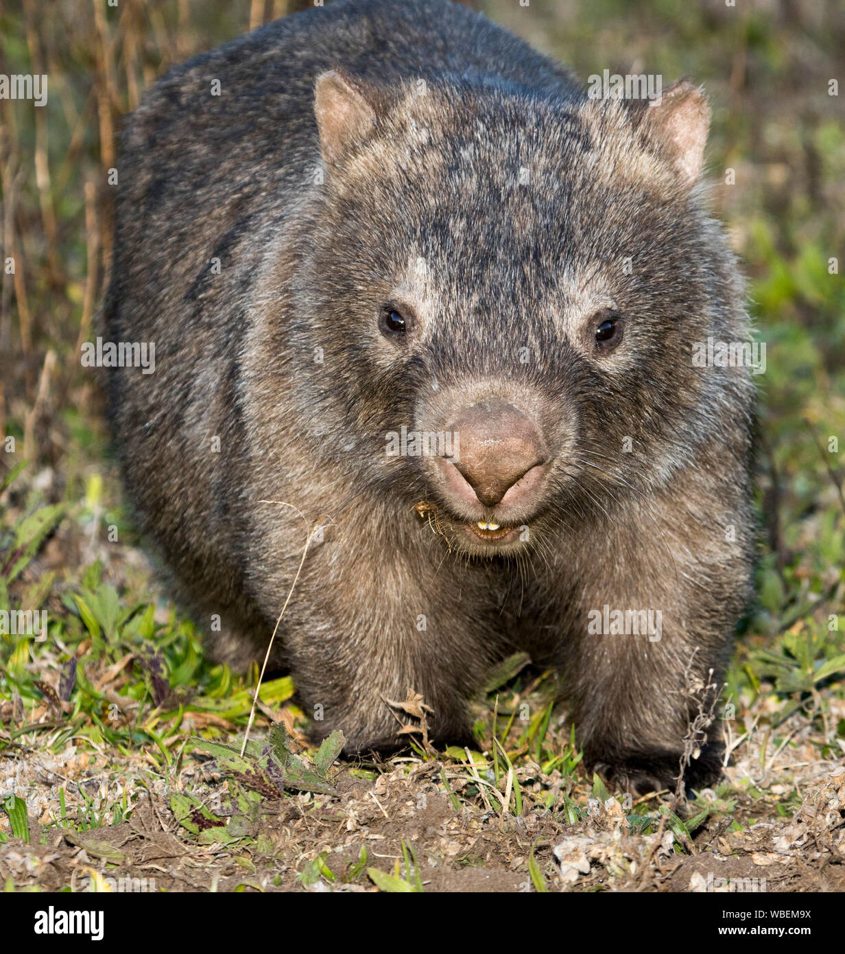 Wombat comune, Vombatus ursinus, nel selvaggio e fissando la telecamera, con grandi denti chiaramente visibile, a Dharug National Park, NSW Australia Foto Stock