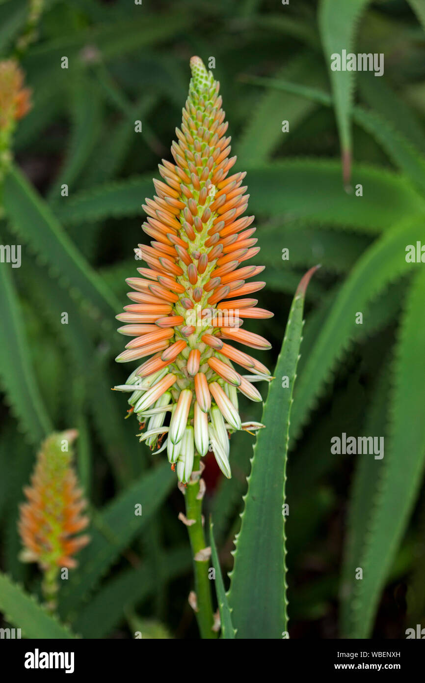 Tolleranza alla siccità di piante succulente, Aloe "Venus", con punte di arancio e fiori color crema che salgono dal verde brillante orlato spinoso foglie Foto Stock