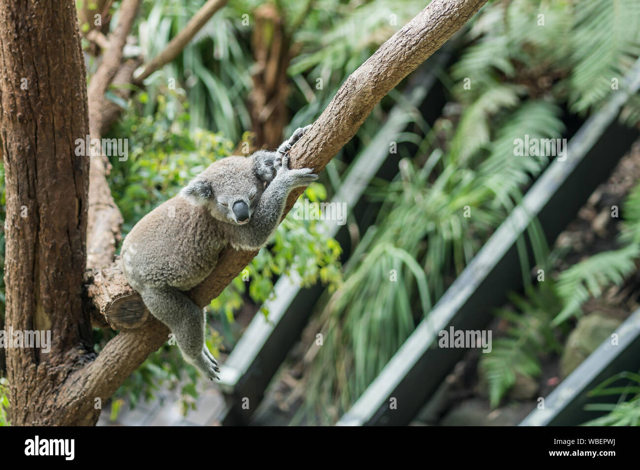 Sleeping Australian Koala sugli alberi, ambiente naturale Foto Stock