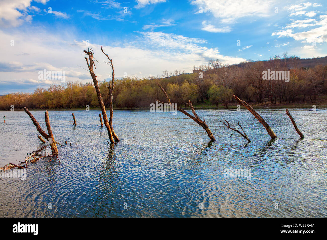 Alberi in acqua di fiume dopo allagamento Foto Stock