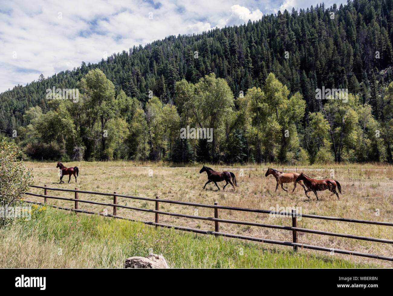 Cavalli al galoppo lungo la strada che da Colorado di Crystal River Valley fino a Crested Butte nella contea di Gunnison Foto Stock
