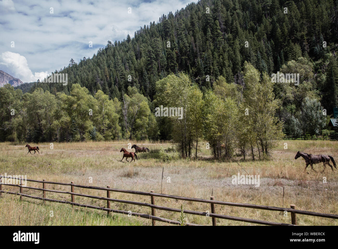 Cavalli al galoppo lungo la strada che da Colorado di Crystal River Valley fino a Crested Butte nella contea di Gunnison Foto Stock