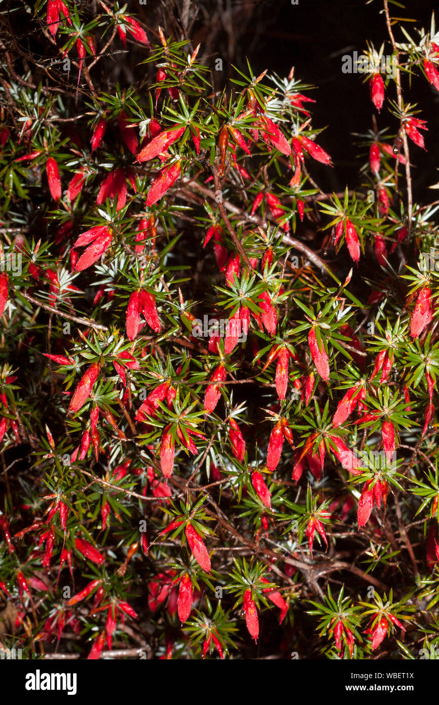 Masse di vivaci piccoli fiori di colore rosso e verde brillante delle foglie di Astroloma conostephioides, fiamma Heath, fiori selvatici Australiano contro uno sfondo scuro Foto Stock