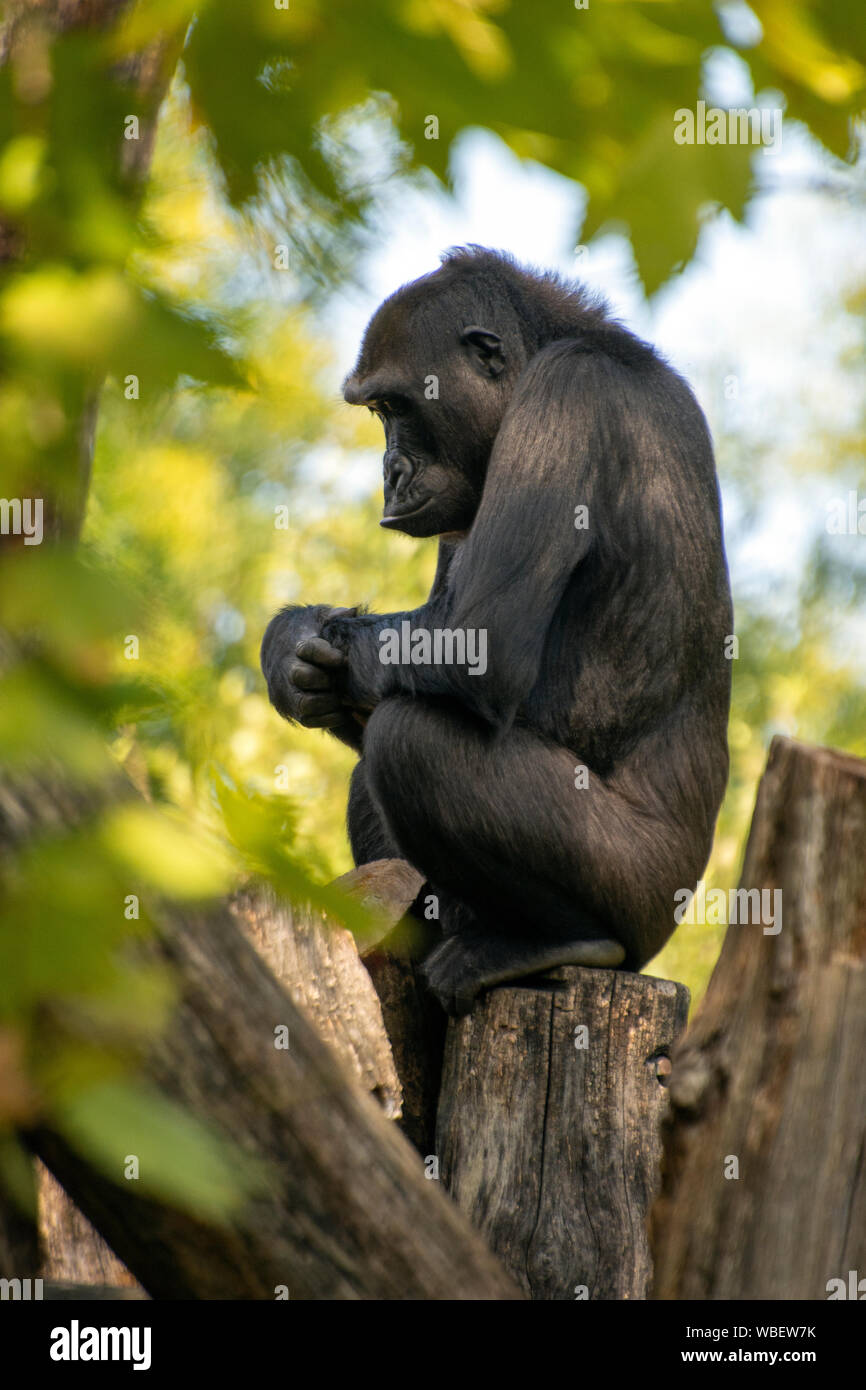 Il Mandara posatoi su un registro nel suo habitat presso la Casa delle grandi scimmie. Il Mandara, 36-anno-vecchia madre di sei, è una femmina di pianura occidentale gorilla presso la nazione Foto Stock