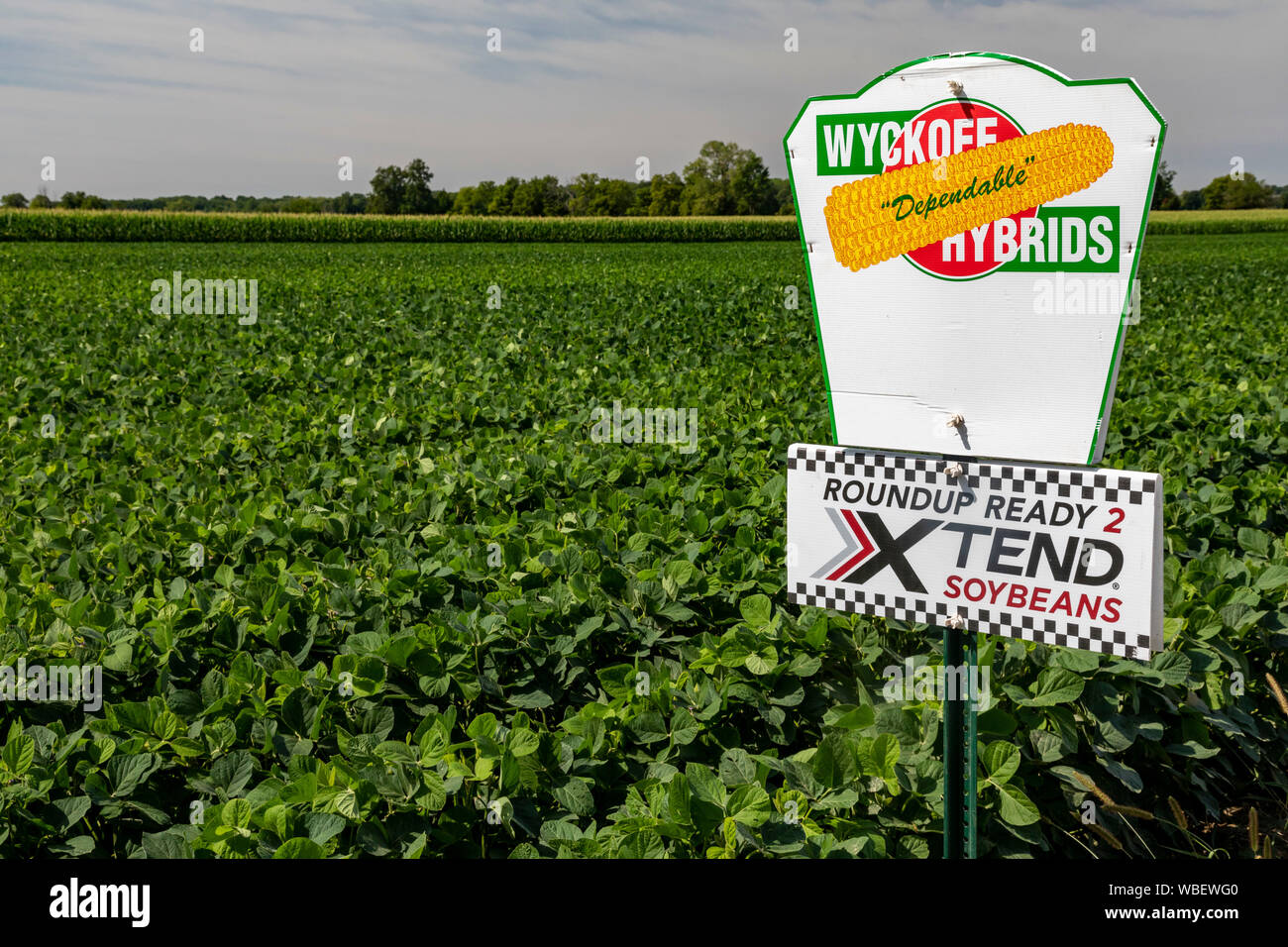 Galien, Michigan - Gli organismi geneticamente modificati di fagioli di soia che cresce in un campo del Michigan. I fagioli di soia sono modificati per essere tolleranti di glifosato, WH Foto Stock