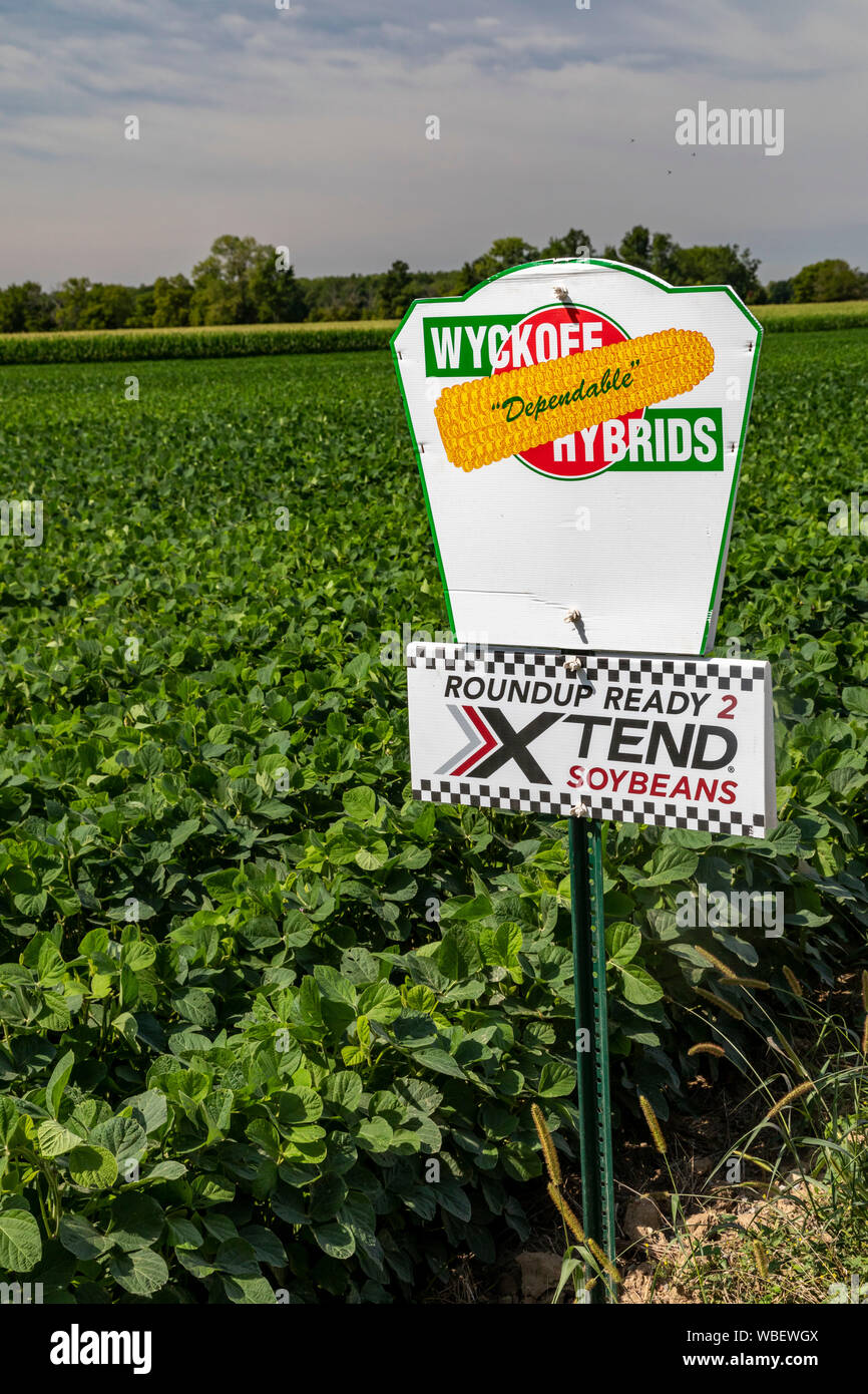 Galien, Michigan - Gli organismi geneticamente modificati di fagioli di soia che cresce in un campo del Michigan. I fagioli di soia sono modificati per essere tolleranti di glifosato, WH Foto Stock