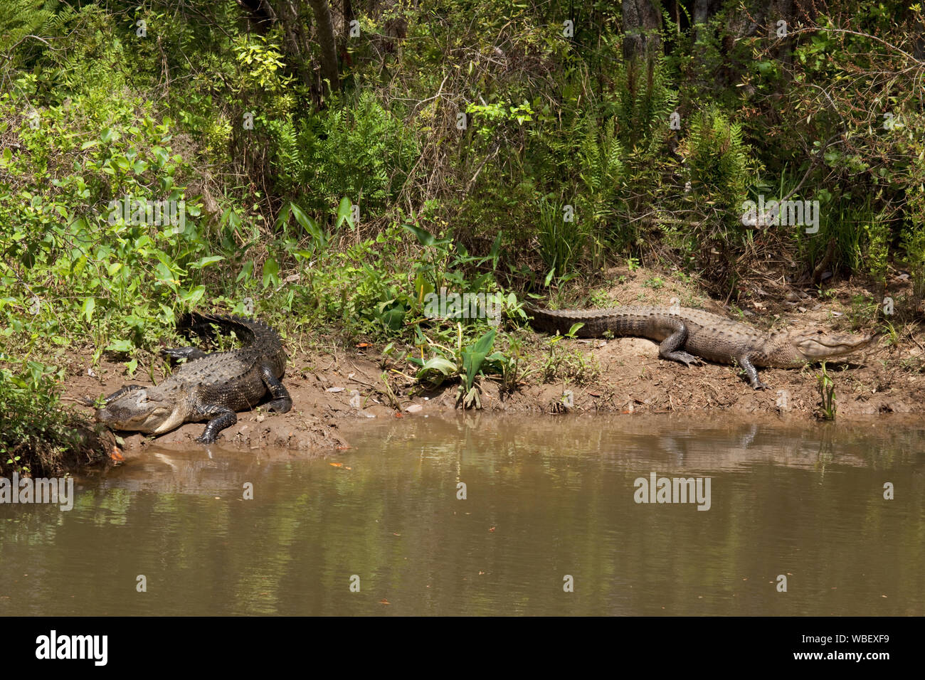 Gator Alley al d'oliva Parco Boardwalk in Daphne, Alabama, viene riempito con gli alligatori di sole nel calore della molla Foto Stock