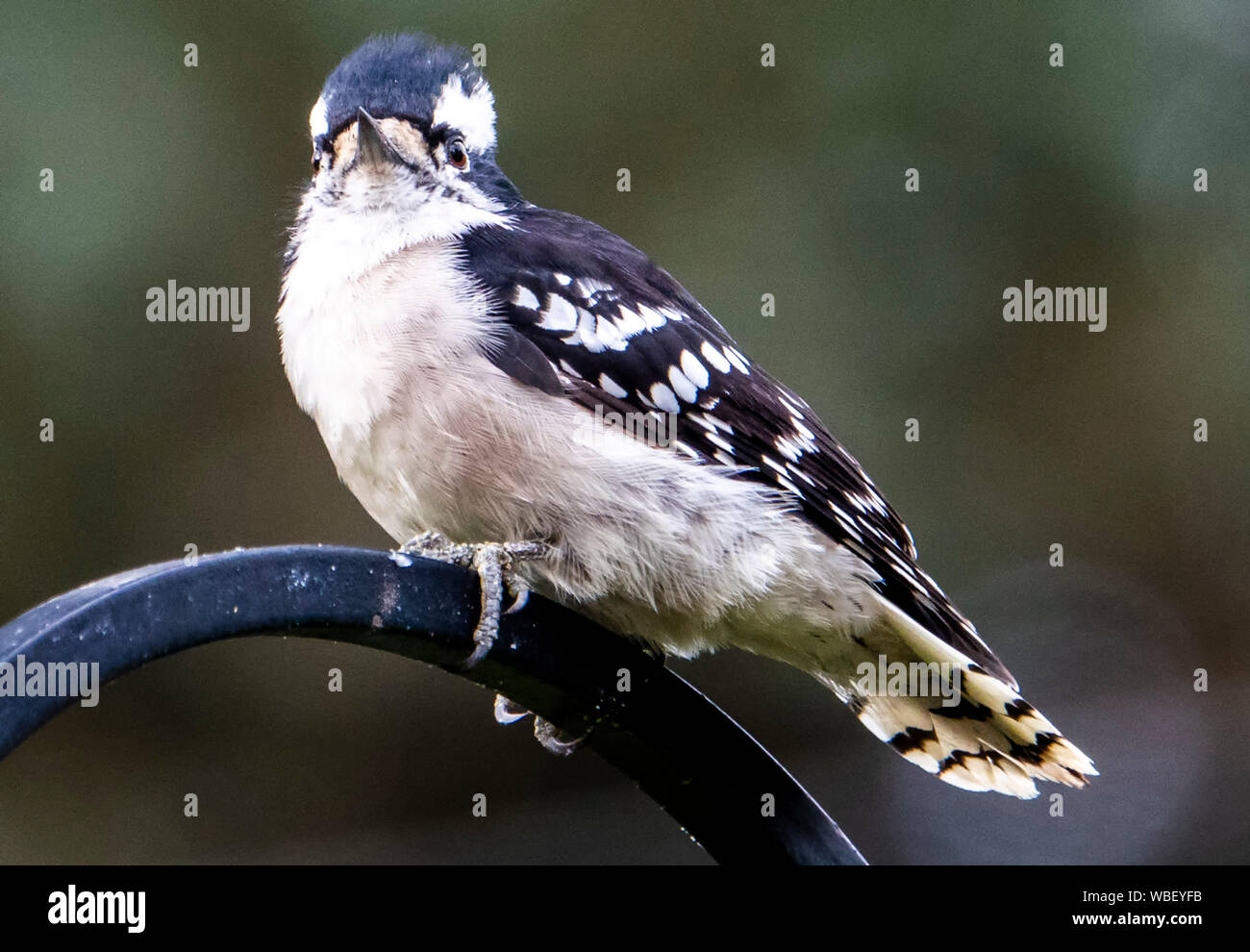 Pettinature Foto Stock