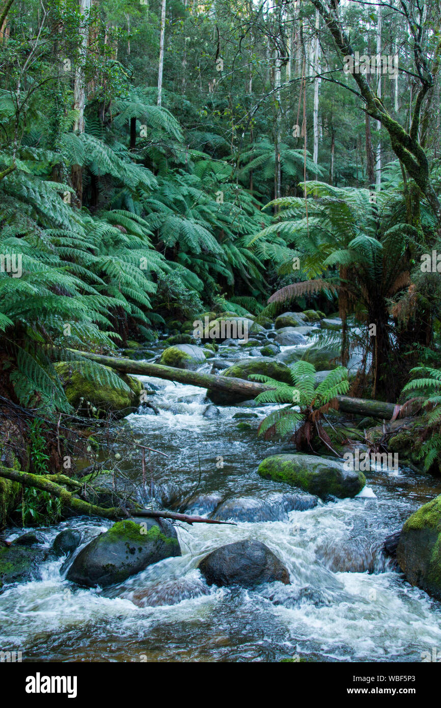 Foresta di alberi di eucalipto con sottobosco di felci arboree con vivaci fogliame verde e veloce flusso schizzi su rocce di muschio in Australia Foto Stock