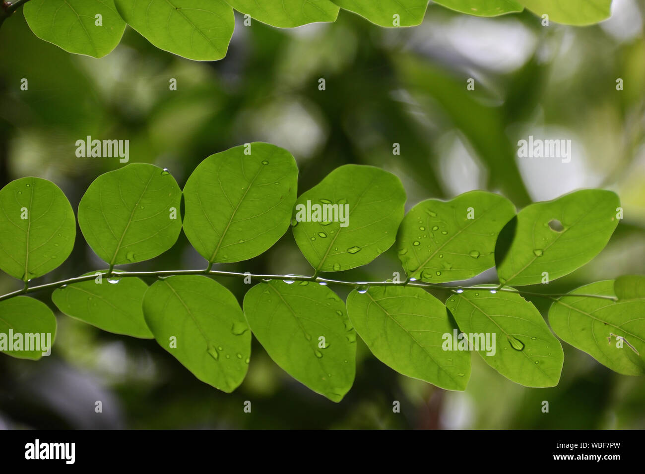 Albero di foresta di diramazione e di caduta di acqua Foto Stock