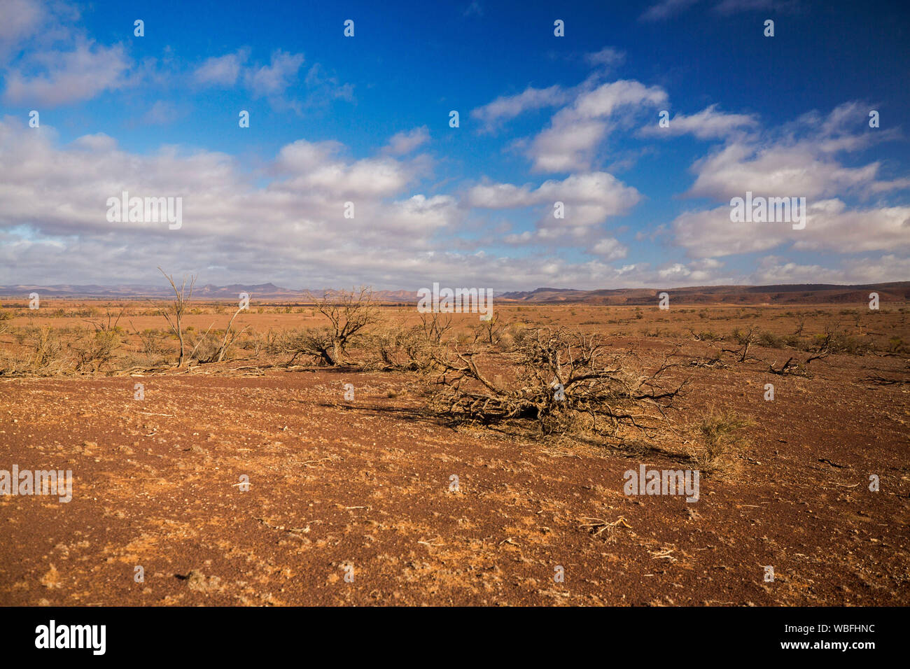 Arido entroterra australiano di paesaggio con arida terra rossa di pianura, resti di alberi morti durante la siccità e la Flinders Ranges in distanza sotto il cielo blu Foto Stock