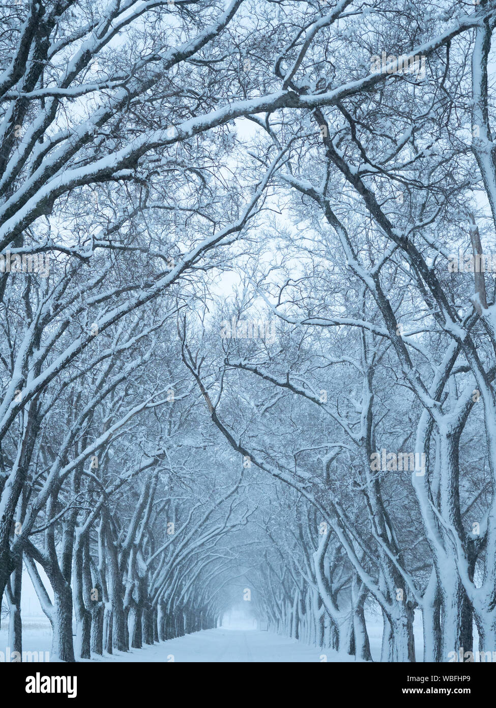 Coperte di neve alberi che fiancheggiano una corsia con la neve sui rami e il tronco. Foto Stock