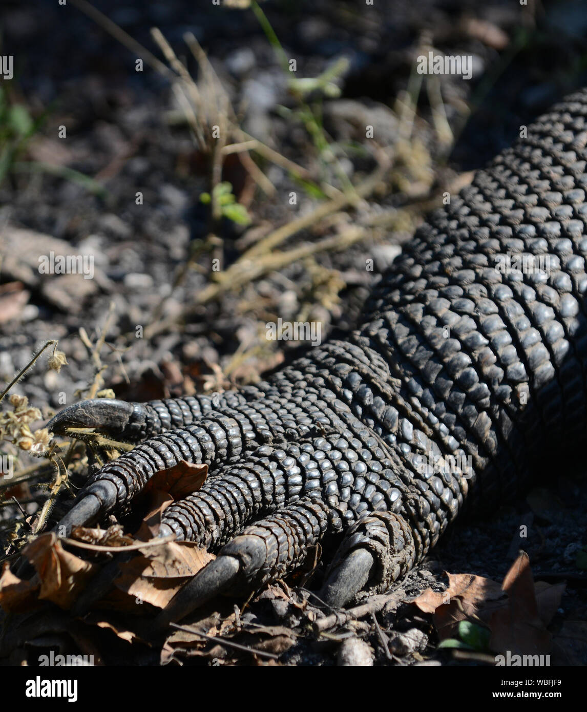 Un drago di Komodo in Isola di Komodo, Indonesia. Foto Stock