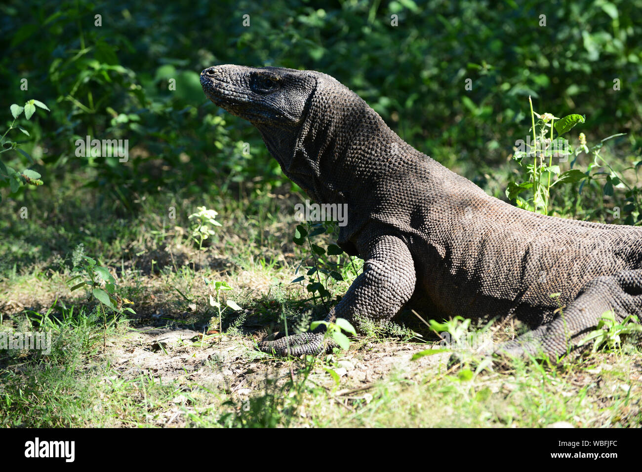 Un drago di Komodo in Isola di Komodo, Indonesia. Foto Stock