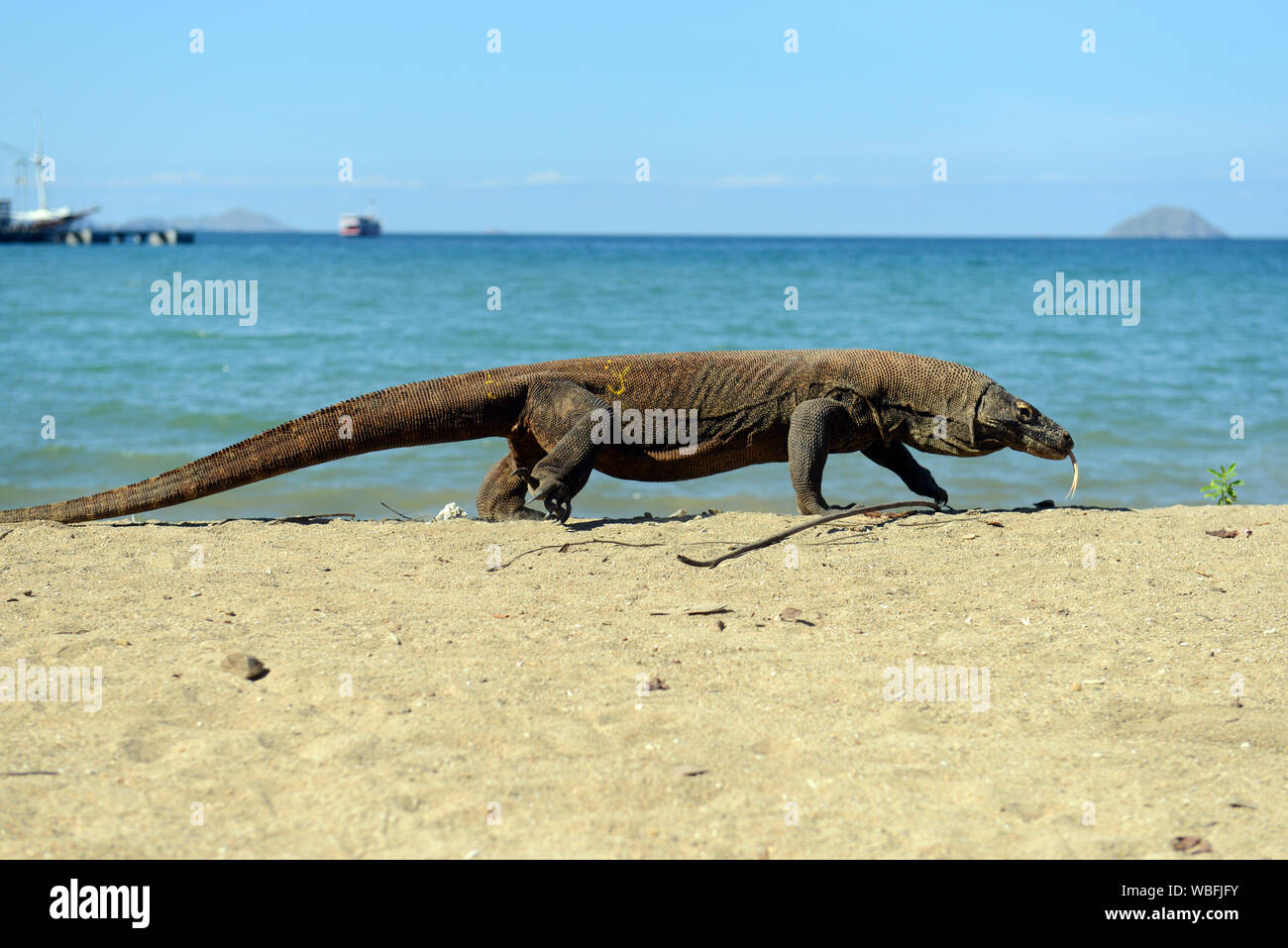 Un drago di Komodo in Isola di Komodo, Indonesia. Foto Stock