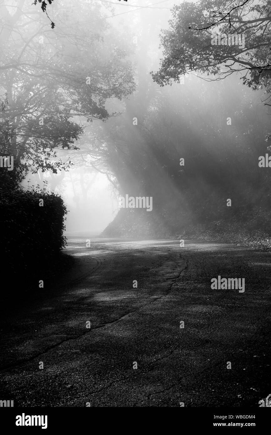 Una prospettiva in prima persona di una strada con raggi solari del taglio attraverso la nebbia e la creazione di splendidi alberi ombre texture su terra Foto Stock