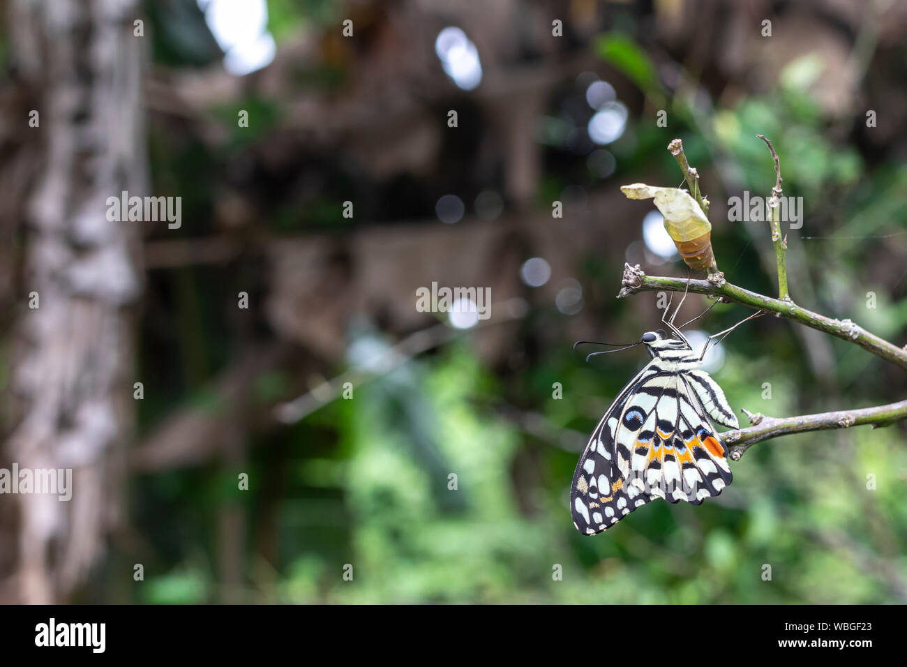 Bella di lime o di limone butterfly lasciando il suo bozzolo nella natura. Foto Stock