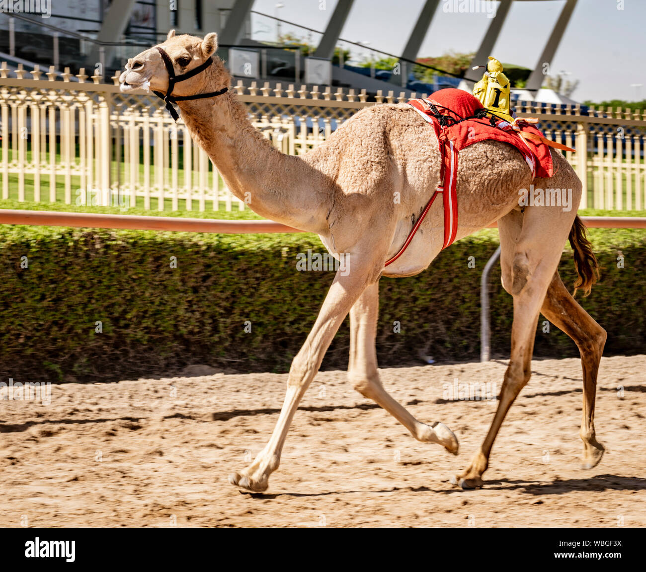 Dubai, UAE, Mar 21, 2018 - Camel corre sulla via di essere addestrati a gara con il piccolo robot fantino sul suo retro Foto Stock