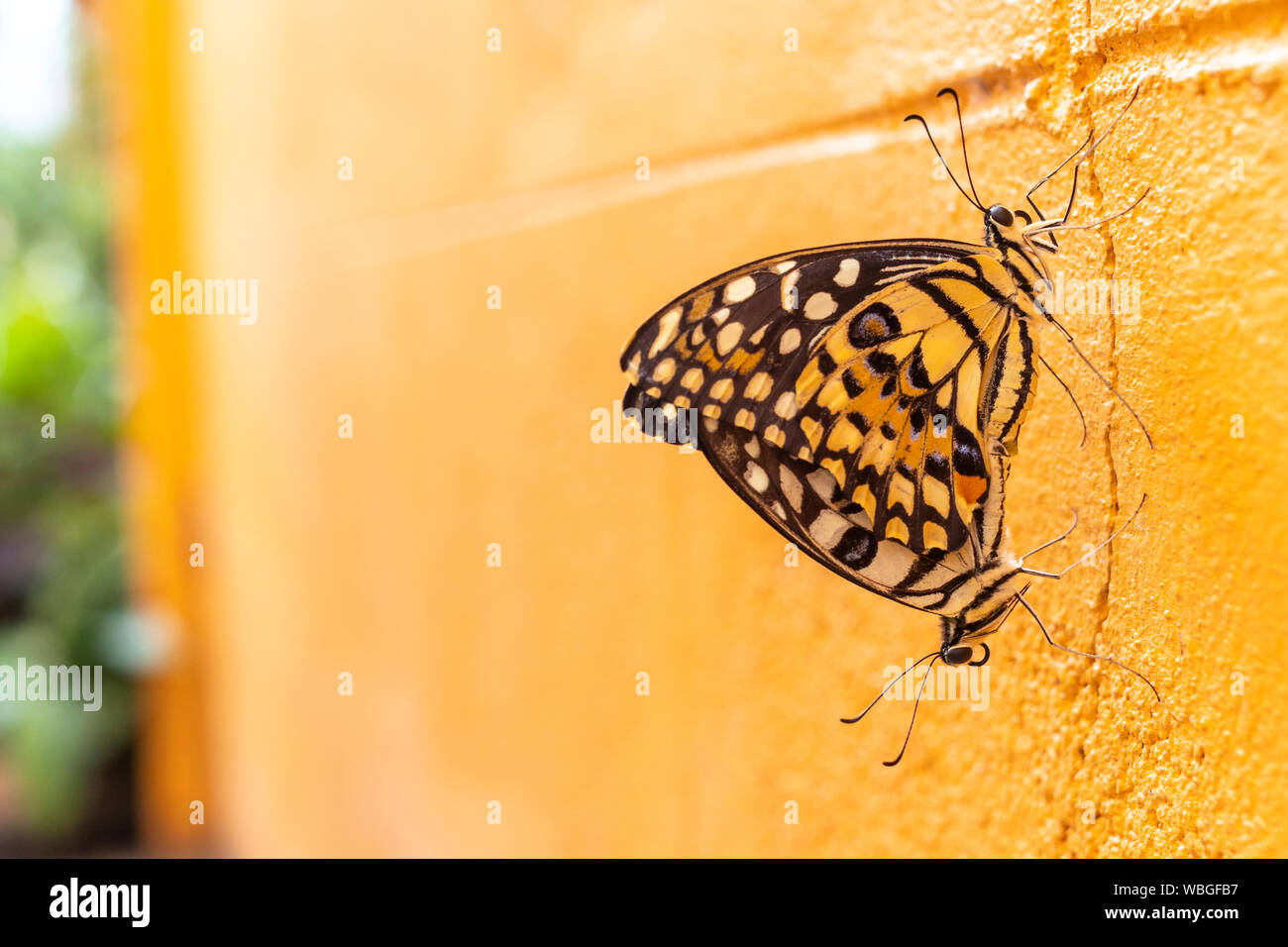 Due belle lime o limone allevamento di farfalle sulla parete arancione. Foto Stock