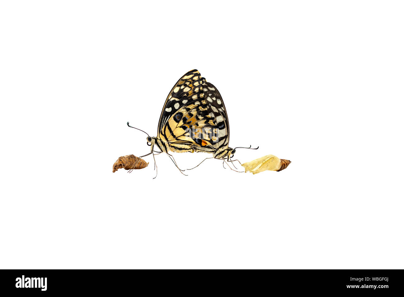 Due belle lime o limone allevamento di farfalle isolato su sfondo bianco con percorso di clipping. Foto Stock