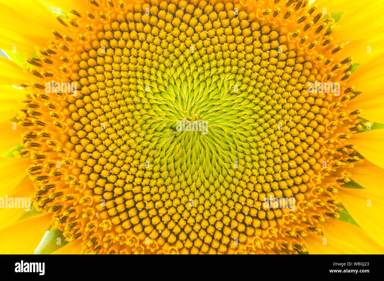 Close up dei semi di girasole. Girasole dettagliate con i suoi semi anf serie di fibonacci. Foto Stock