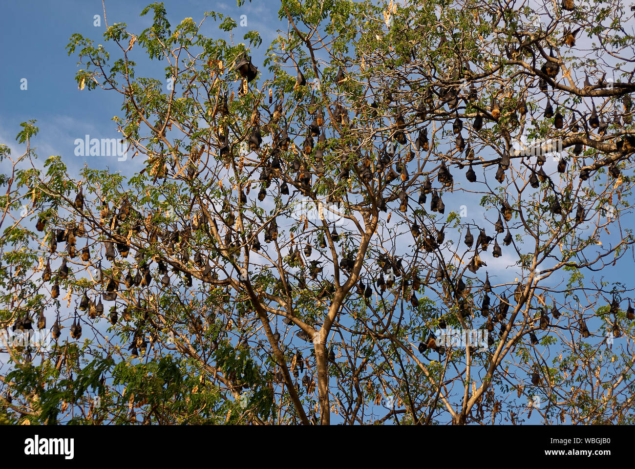 Volpi volanti, chiamato anche le volpi volanti, in uno dei loro alberi di pelo su Chole island Foto Stock