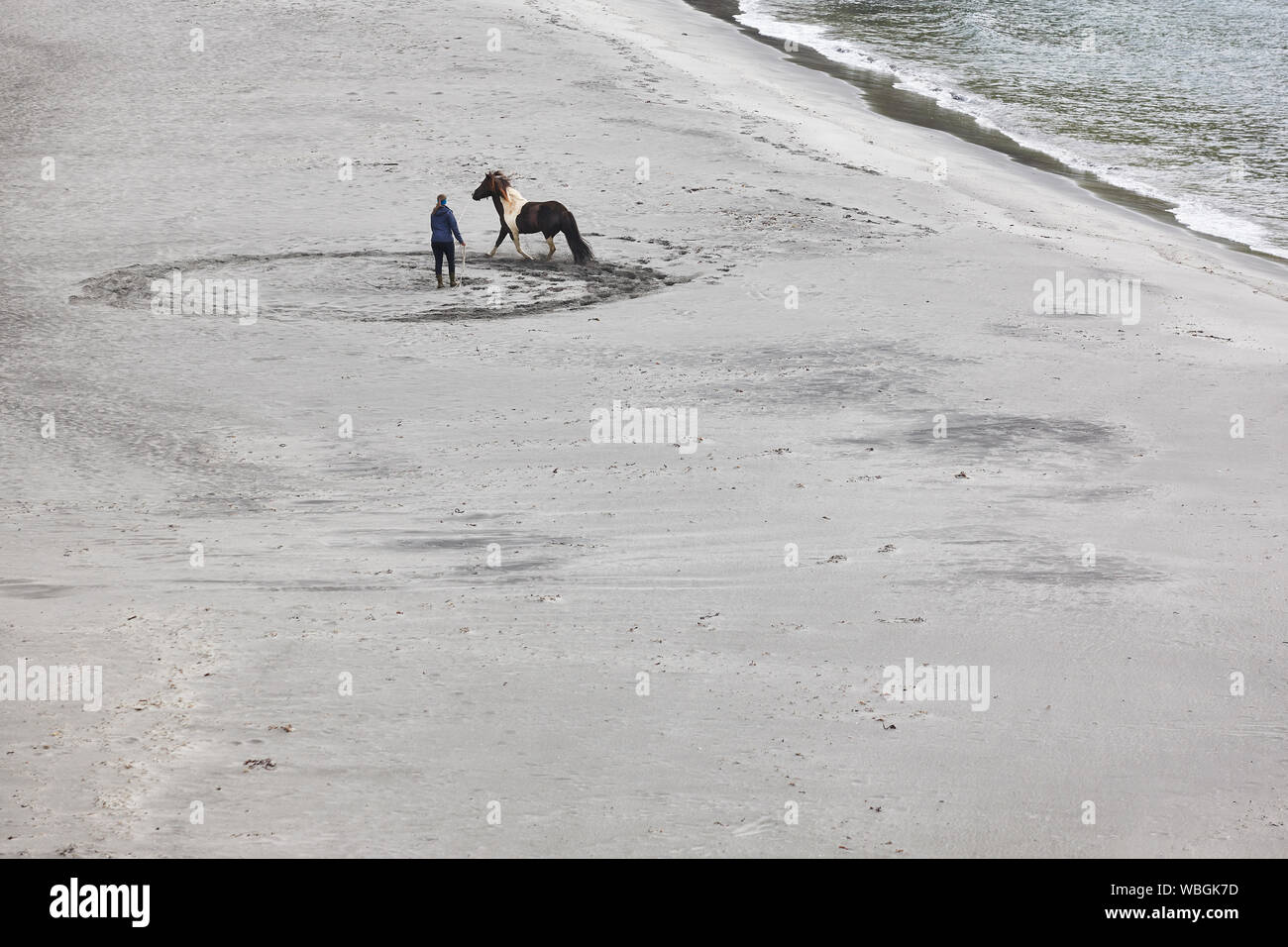 La formazione di un cavallo su una spiaggia di sabbia. Sport Equestri. Isole di Faroe Foto Stock
