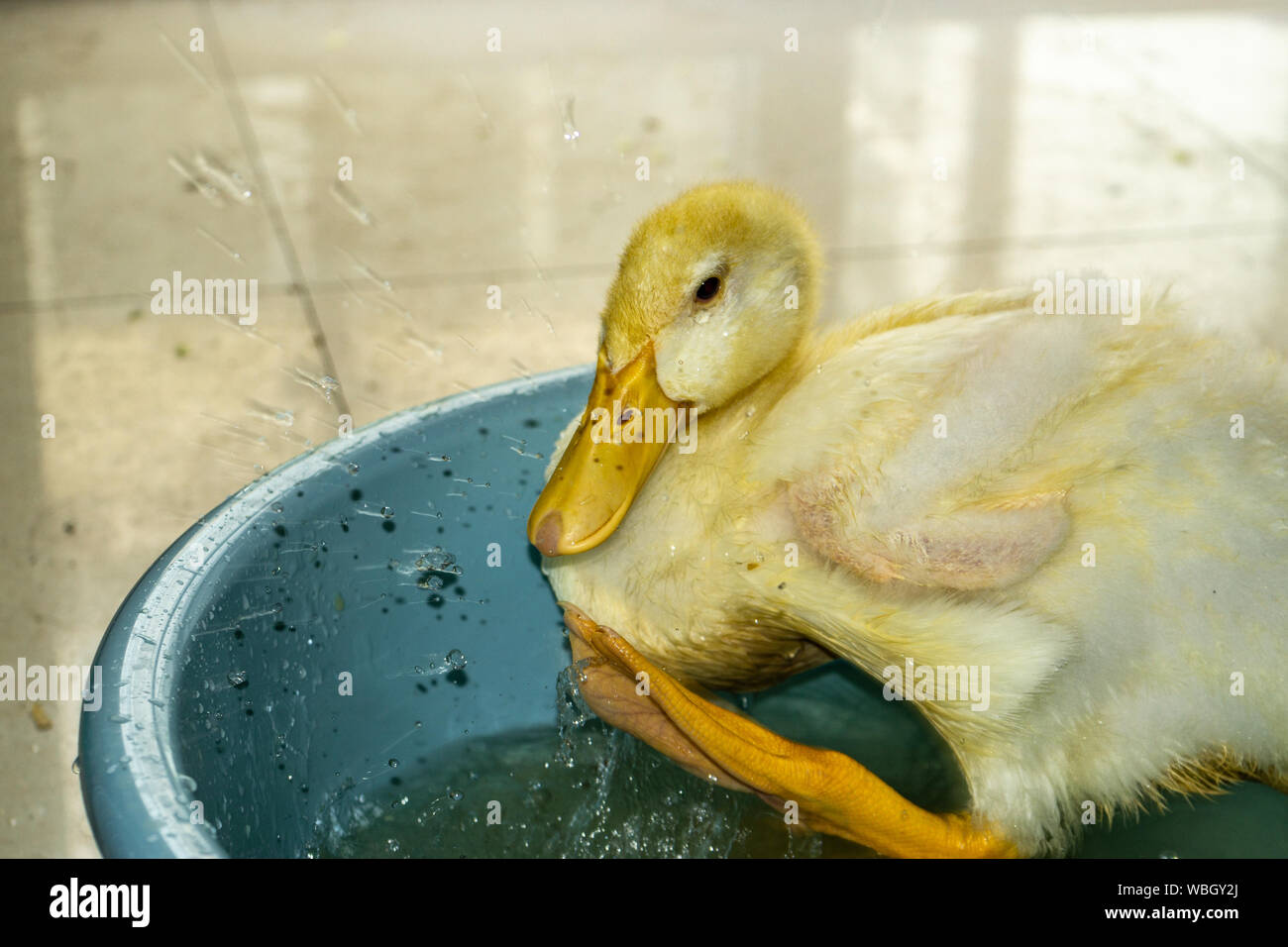 Gli spruzzi di anatroccolo in vasca di acqua Foto Stock