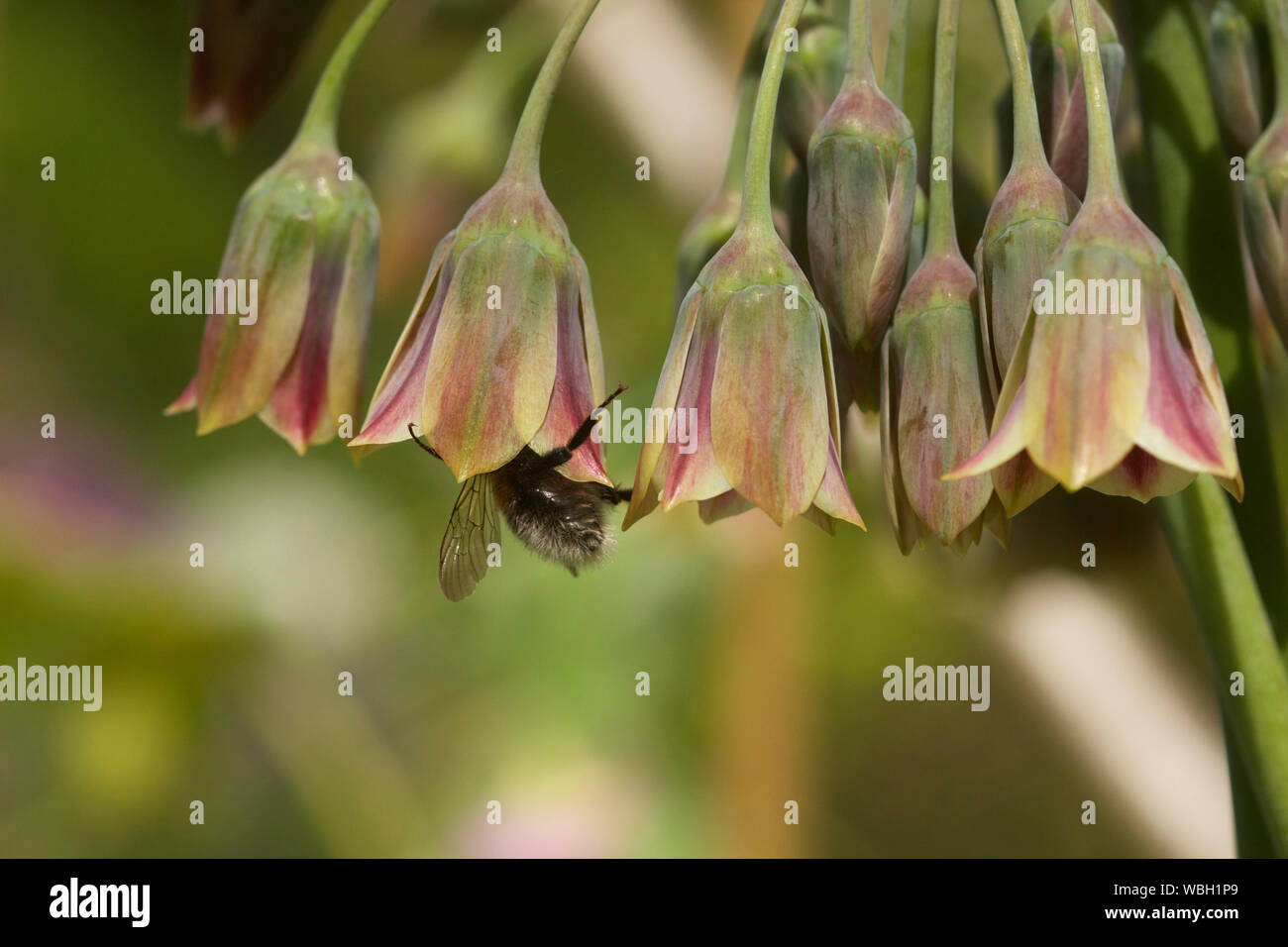 Bumblebee visita allio ornamentale / Bombus visita allio bulgaricum Foto Stock