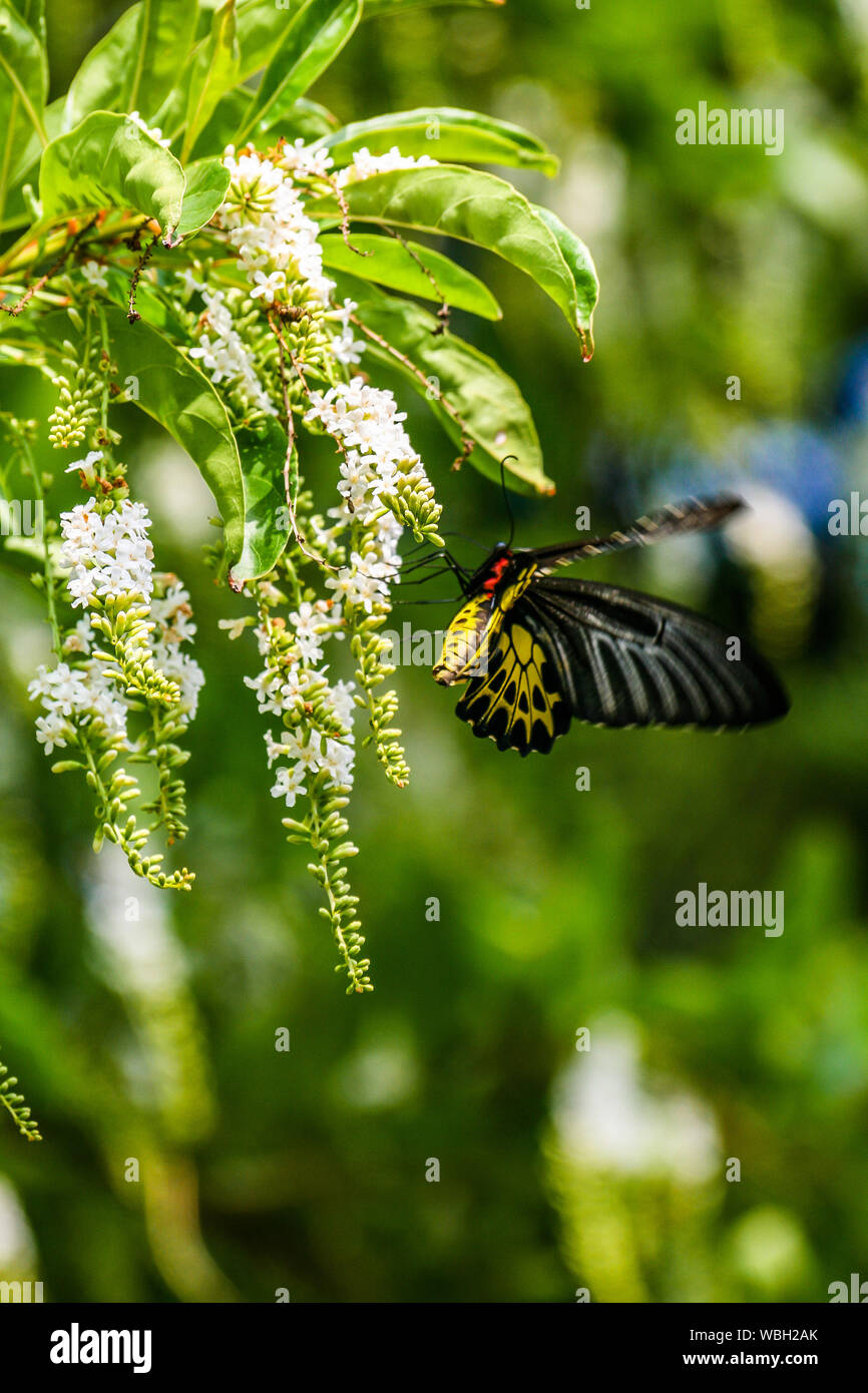 Close-up di farfalla sulle piante Foto Stock
