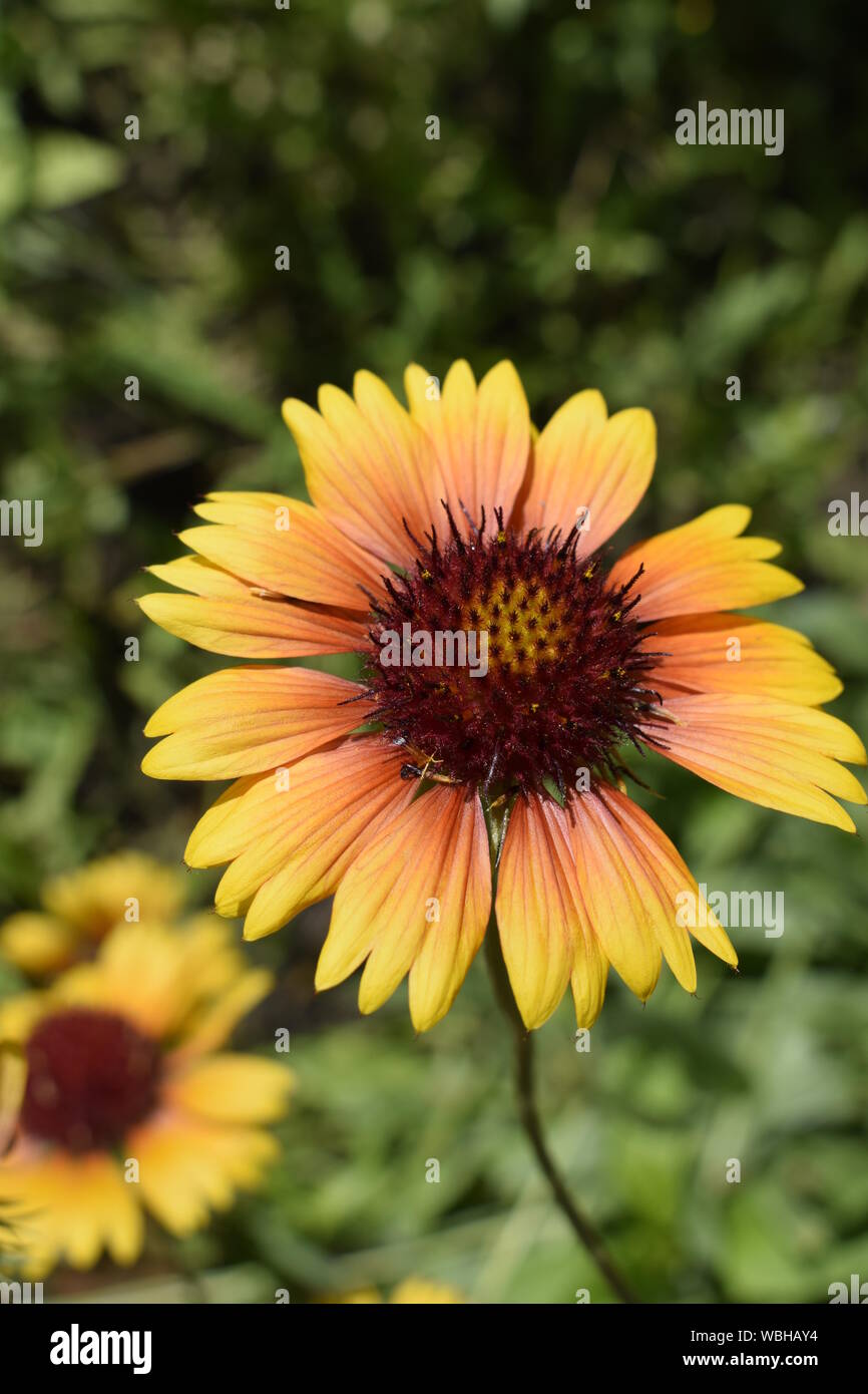 Un colorato arancione e rosso Gallardia fiori nel giardino estivo Foto Stock