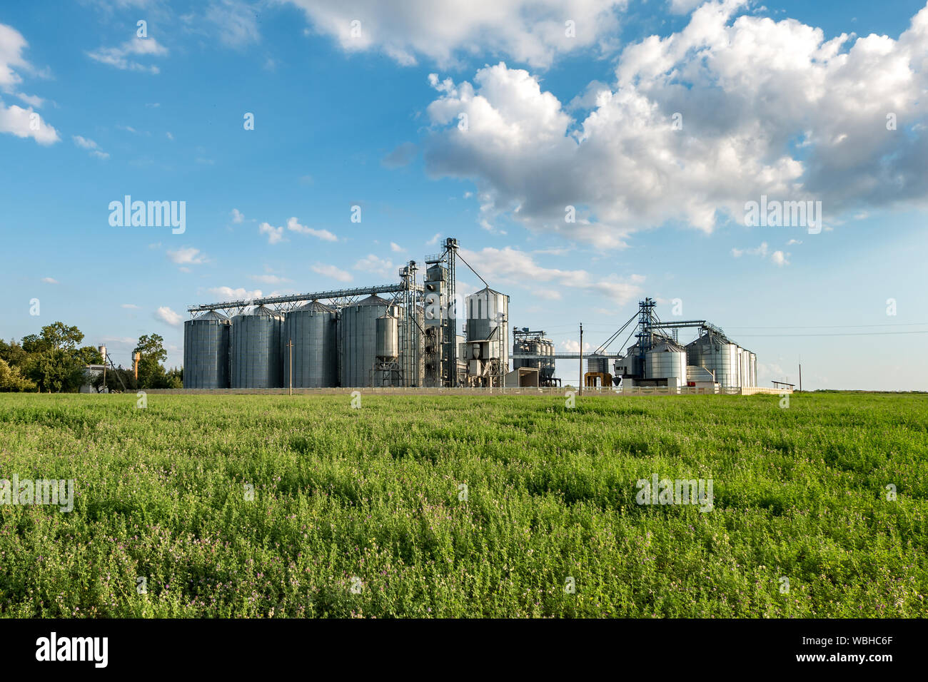 Silos di argento in agro di impianti di produzione per il trattamento di pulizia di essiccazione e stoccaggio di prodotti agricoli, farina, cereali e grano. Granary elevat Foto Stock
