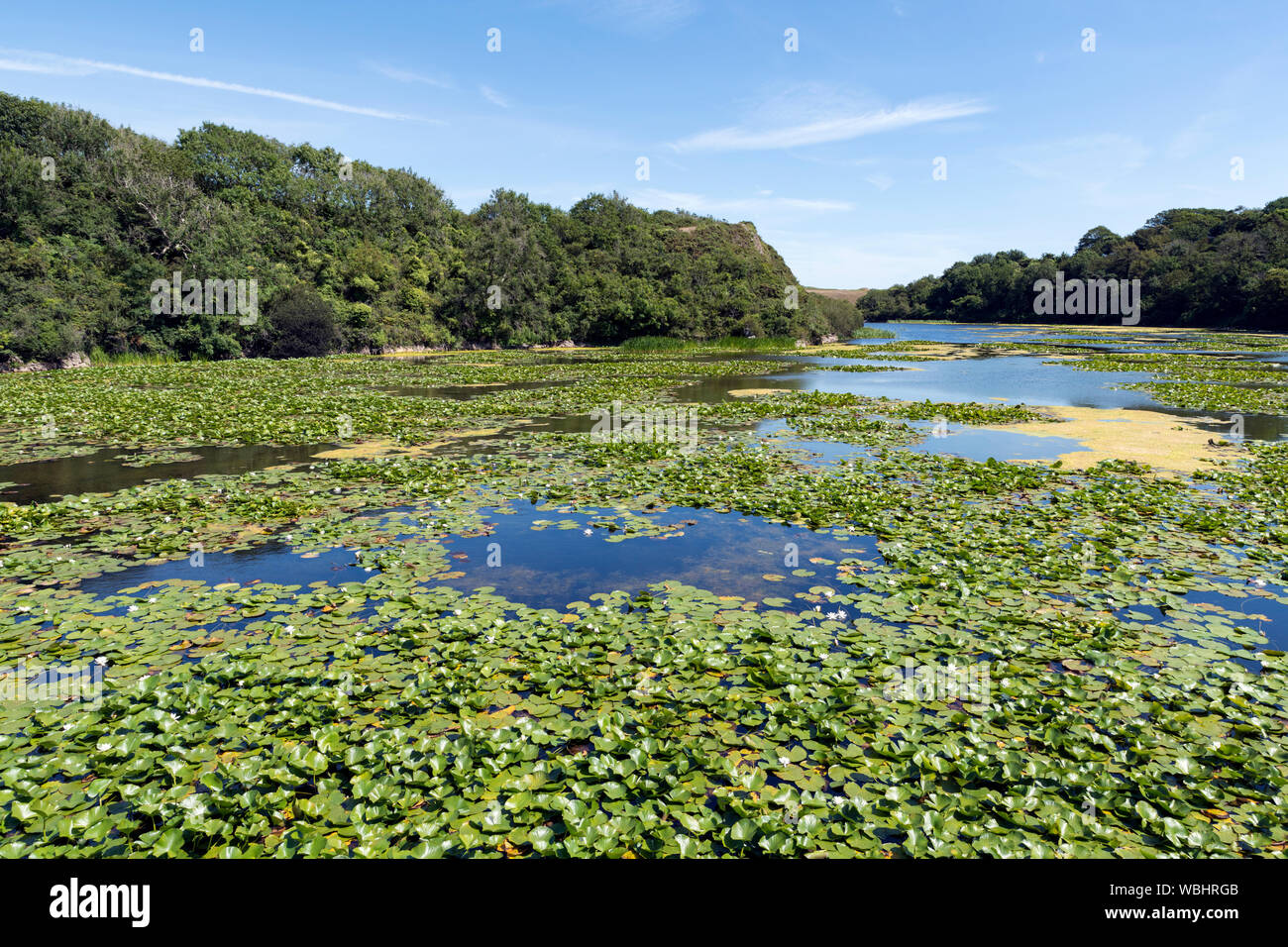 Bellissimi stagni di fior di loto in Bosherston, Pembroke, Galles Foto Stock