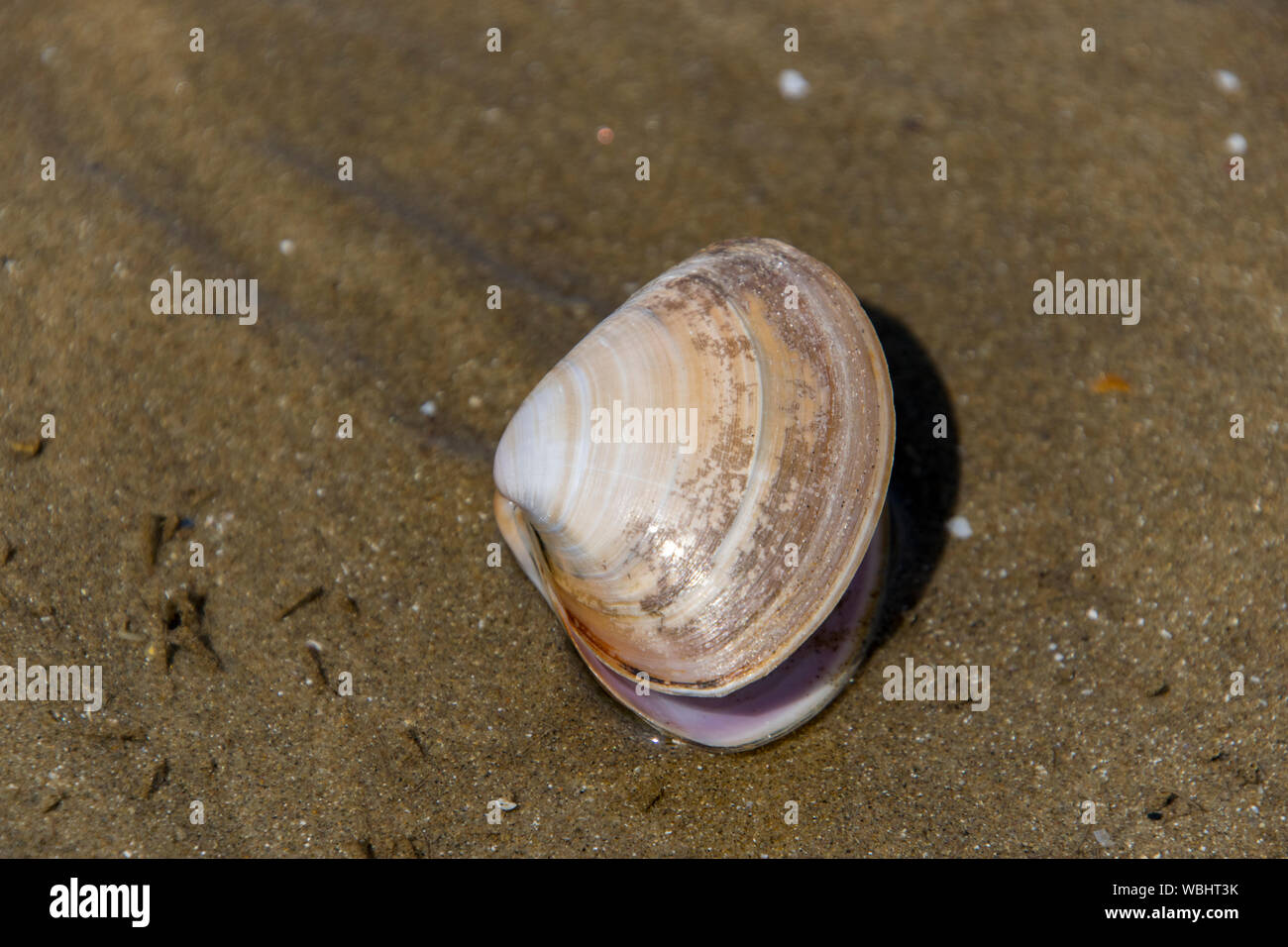 Clam Shell sulla riva del mare Foto Stock