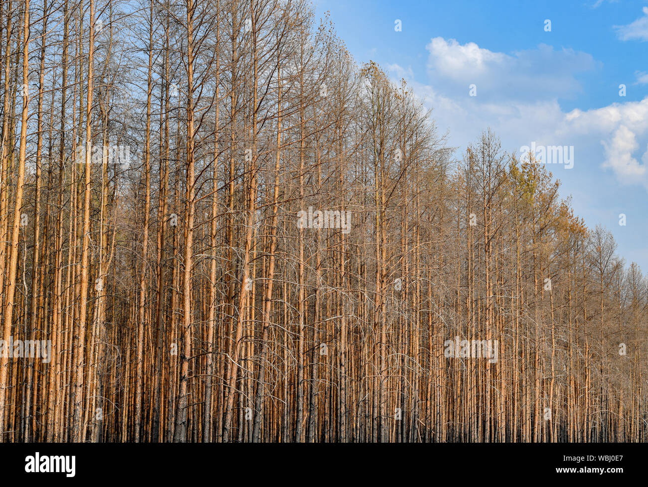 Klausdorf, Germania. 26 Ago, 2019. Un olocausto e morti foresta di pini. Circa 340 ettari di foresta bruciato qui un anno fa. Credito: Patrick Pleul/dpa-Zentralbild/ZB/dpa/Alamy Live News Foto Stock