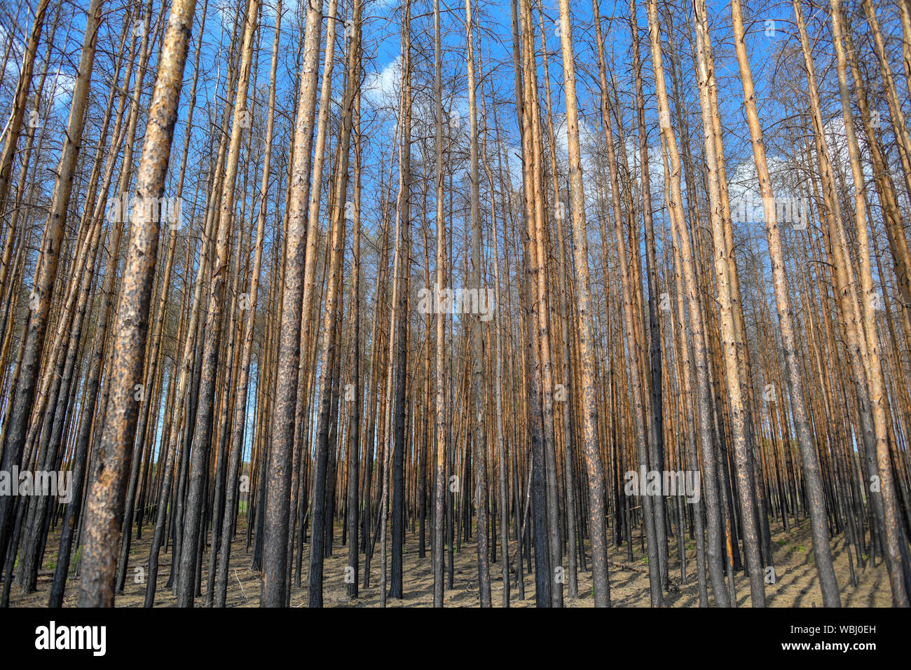 Klausdorf, Germania. 26 Ago, 2019. Un olocausto e morti foresta di pini. Circa 340 ettari di foresta bruciato qui un anno fa. Credito: Patrick Pleul/dpa-Zentralbild/ZB/dpa/Alamy Live News Foto Stock