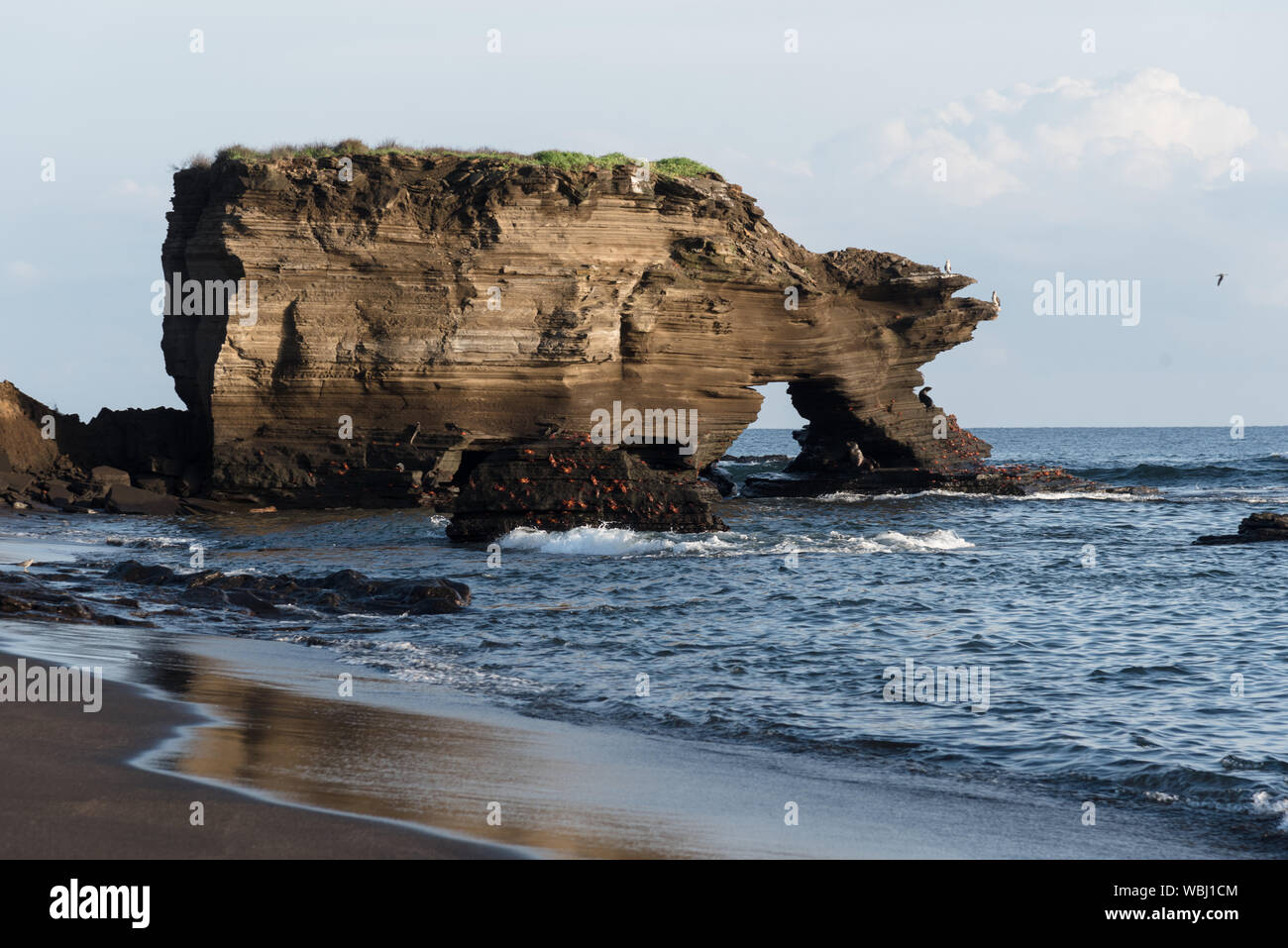 Puerto Egas (Egas Port) sull'isola di Santiago, Galapagos Isola, Ecuador, Sud America. Foto Stock