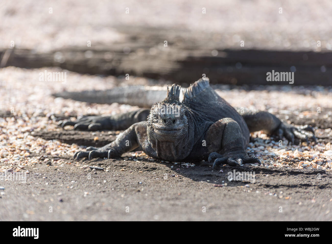 Un Iguana marina a Puerto Egas (Egas Port) sull'isola di Santiago, Galapagos, Ecuador, Sud America. Foto Stock