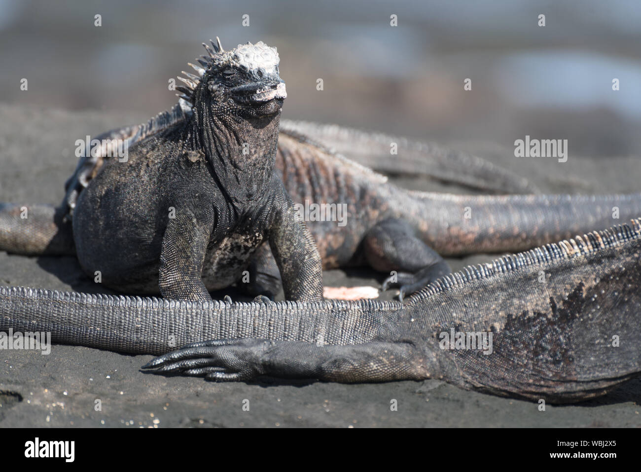 Iguana marina a prendere il sole a Puerto Egas (Egas Port) sull'isola di Santiago, Galapagos, Ecuador, Sud America. Foto Stock