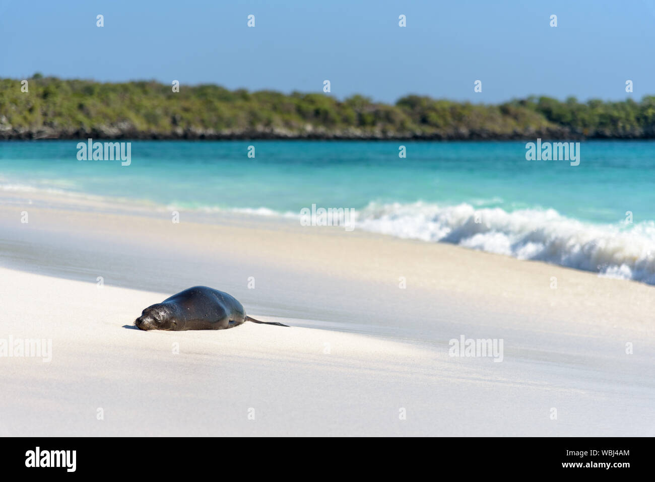 Sea Lion (Zalophus wollebaeki sulla spiaggia sulla Baia Gardner, Espanola, Galapagos Isola, Ecuador, Sud America. Foto Stock