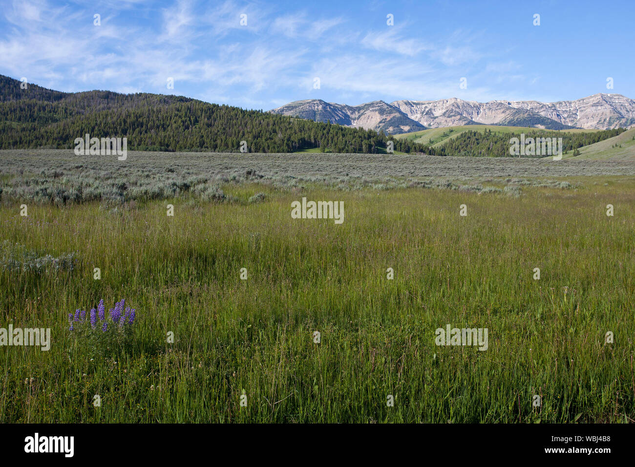 Prato di fiori selvaggi e Taylor montagna montagne Blackfoot Idaho USA Giugno 2015 Foto Stock