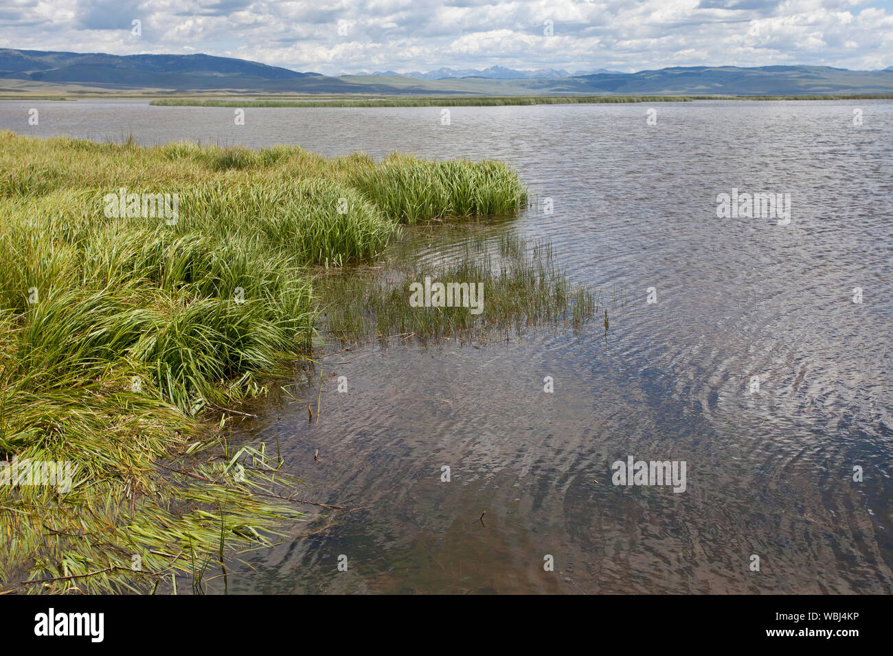 Abbassare il Red Rock Lake guardando ad est il Red Rock Lakes National Wildlife Refuge Idaho USA Giugno 2015 Foto Stock