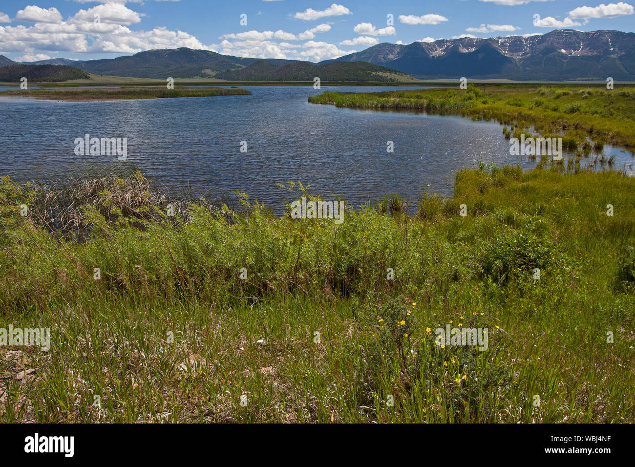 Laghetto Wigeon Red Rock Lakes National Wildlife Refuge Centennial Valley Idaho USA Giugno 2015 Foto Stock