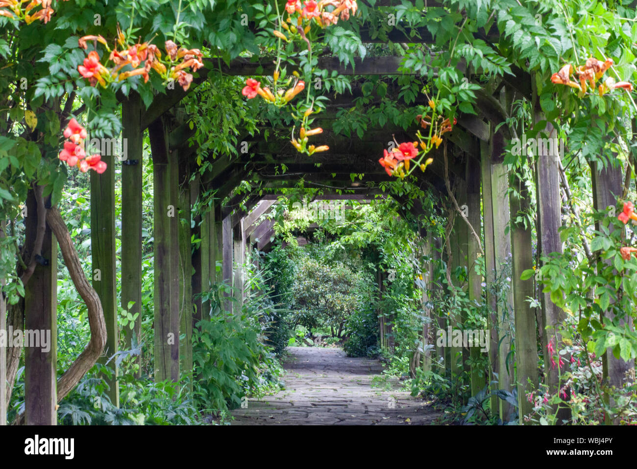 Arcata con piante rampicanti nel giardino ornamentale Foto Stock
