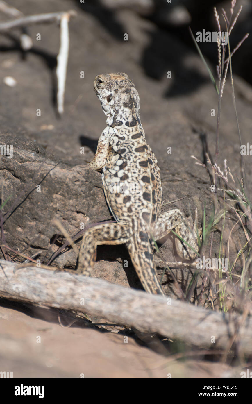 In prossimità di una lava lizard sull isola di Santa Fe, Galapagos Isola, Ecuador, Sud America. Foto Stock